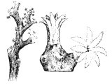 Coral, branch & zoophyte